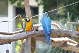 上海动物园今年已收容野生动物60种241只 它们生存现状如何？图片