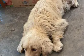 泪目！忠犬“馒头”走丢两个月 流浪回到80公里外的主人老家图片