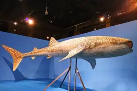 动物尾巴的奇特功能图片