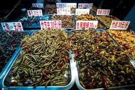 炸蝎子、炸蟋蟀、炸蜘蛛 南宁中山路夜市各色黑暗料理应有尽有图片