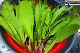 在比利时的森林里寻“野味”图片