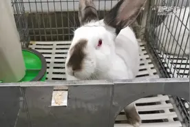 西海固脱贫系列Vlog｜龙龙和兔兔视频封面