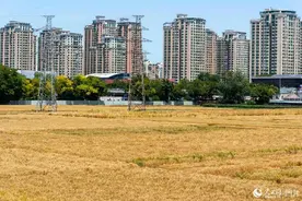 北京三环内麦田迎丰收 市民：见证从青苗变金穗 看着心情舒畅图片