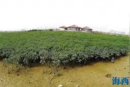 海岸卫士——红树林｜科普图片