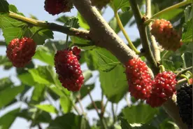 白云村的桑葚熟了！济南人家门口的桑葚采摘园，错过再等一年图片