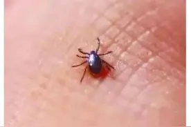 差点没命！男子发烧胸闷还出现“大白肺”！起因竟是一次野外钓鱼…图片