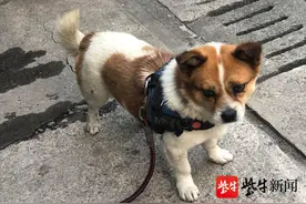 被宠物狗追逐，骑电动车女子未戴头盔摔倒受伤图片