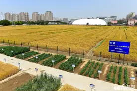 北京三环内“世界最贵农田”迎丰收图片