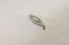 抓都抓不完！家里每天都有10多只虫，原来是这些东西招来的图片