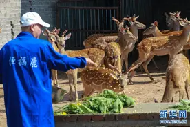 河南光山：养殖梅花鹿富农家图片