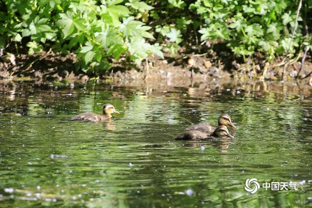 初夏清晨水塘边 斑嘴鸭宝宝萌态惹人爱