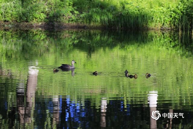 初夏清晨水塘边 斑嘴鸭宝宝萌态惹人爱