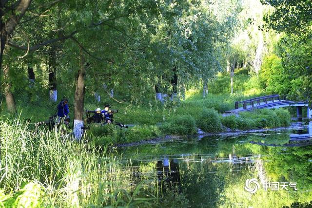 初夏清晨水塘边 斑嘴鸭宝宝萌态惹人爱