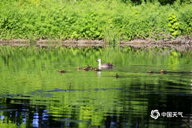 初夏清晨水塘边 斑嘴鸭宝宝萌态惹人爱