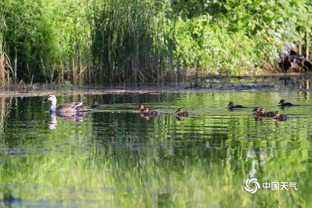 辽阳seo快速排名（初夏清晨水塘边 斑嘴鸭宝宝萌态惹人爱）
