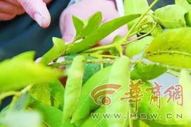 雁环中路行道树国槐下“黏”雨 主管部门：已安排病虫害防治图片