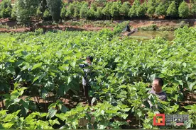 蚕农半年养七季蚕、找一年钱图片