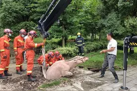 半吨重的白水牛掉进井里，消防员和主人一齐拉牛“上岸”图片
