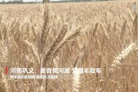 河南巩义：麦香黄河滩 又是丰收年视频封面