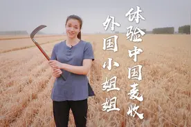 麦舞夏收｜外国小姐姐体验中国麦收图片