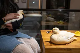 五五购物节满月，后浪消费强劲，撸鸭馆、冲浪馆等新业态崛起图片