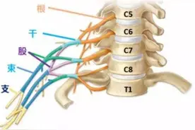 如果只有半个大脑，人生还有多少可能？︱走近科学图片
