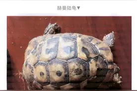 黄岩一男子养乌龟被判刑！这些动物不能随便养图片