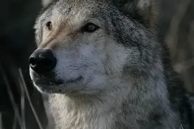 称霸一方的狼王被人类算计，为了爱妻甘愿赴死…它的经历，堪称传奇…图片