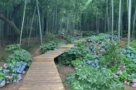 不心痛吗？杭州这处绣球花开遍的网红竹林遭踩踏，我们喊一句：文明观赏，脚下留情图片