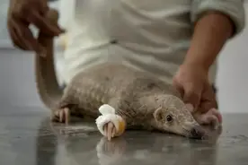 奇妙物语｜我这么可爱为什么不保护我？关于穿山甲你不知道的萌知识图片