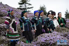 索玛花开百草坡图片