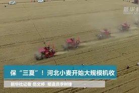 保“三夏”！河北小麦开始大规模机收视频封面