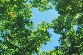 我是一棵树图片