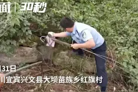 30秒 | 村民家中禽蛋频频被盗 “小偷”竟是8斤重大蛇