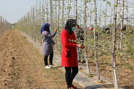 精细化标准化助力苹果种植创新发展视频封面