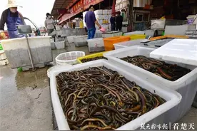 本地黄鳝入市身价同比跌两成多，今年夏天的鳝鱼“岔”着吃图片