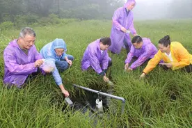 这种动物比大熊猫还珍稀，它叫安吉小鲵，今天又有100余尾放归野外图片