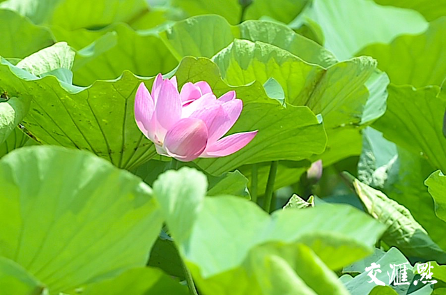 小荷尖尖，莲叶田田！南京玄武湖进入荷花季