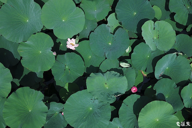 小荷尖尖，莲叶田田！南京玄武湖进入荷花季