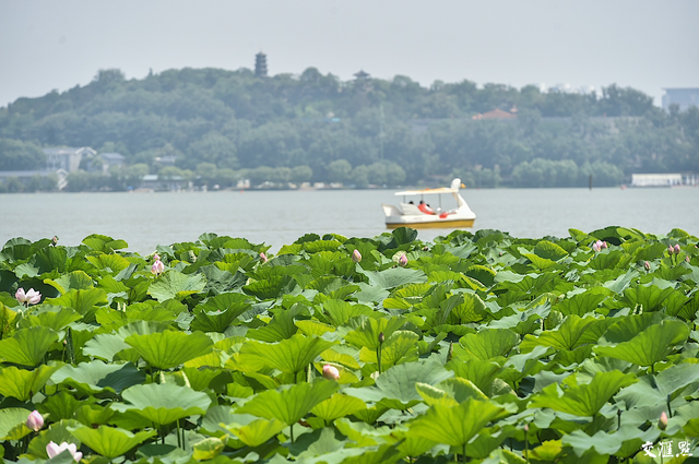 小荷尖尖，莲叶田田！南京玄武湖进入荷花季
