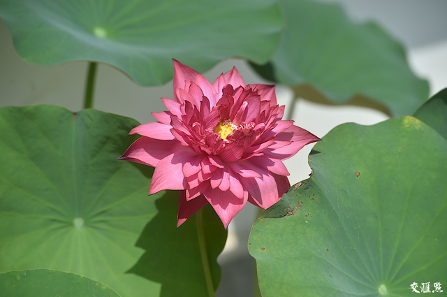 小荷尖尖，莲叶田田！南京玄武湖进入荷花季