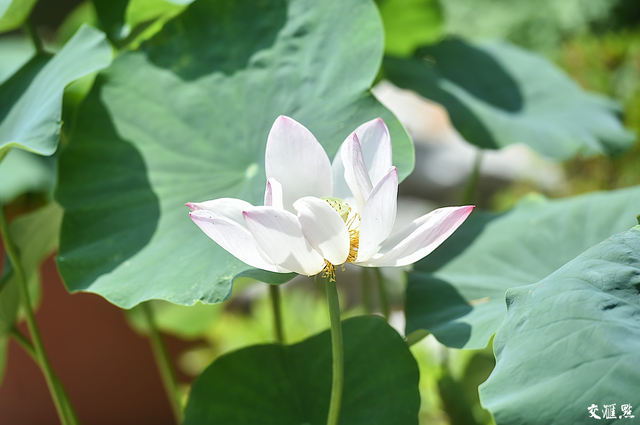 小荷尖尖，莲叶田田！南京玄武湖进入荷花季
