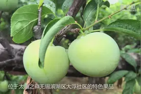 “太湖绿宝石”迎来最佳赏味期视频封面