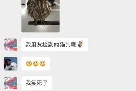 捡到猫不稀奇！有人在园区，捡到一只超萌猫头鹰！昆山和吴江人也捡到过图片