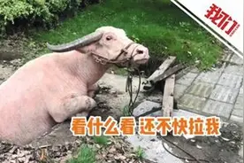 1000斤重水牛掉进井中被困 消防员借助抢险救援车吊出图片