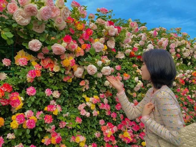 听说你在找“哈利波特”同款梦幻迷宫？