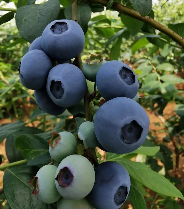 听说你在找“哈利波特”同款梦幻迷宫？