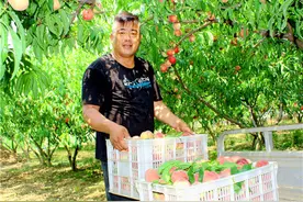 西华县万亩桃园：桃树种出好风光 富裕美丽人宜居图片