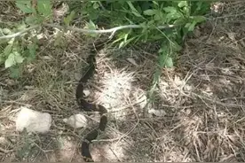 呼和浩特一公园发现一条1.5米长的黑蛇……图片