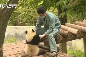 午FUN丨超黏人的大熊猫追着饲养员跑！网友：国家什么时候发熊猫？图片